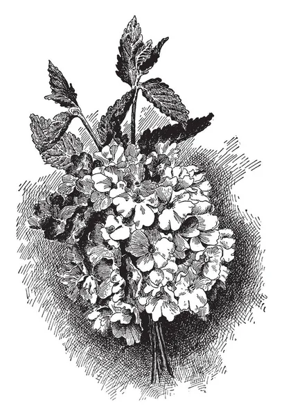 Εικόνα Δείχνει Λουίζα Στον Κήπο Φυτών Αυτό Που Δείχνει Λουλούδι — Διανυσματικό Αρχείο
