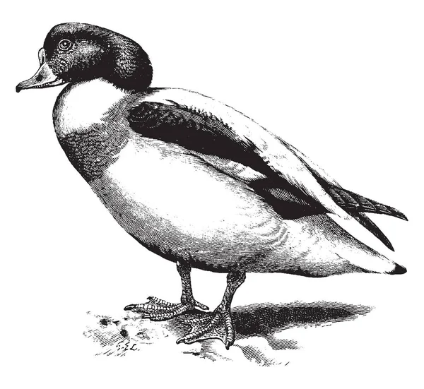Shelduck Grupo Aves Grandes Subfamilia Tadorninae Anatidae Ilustración Trazado Grabado — Archivo Imágenes Vectoriales