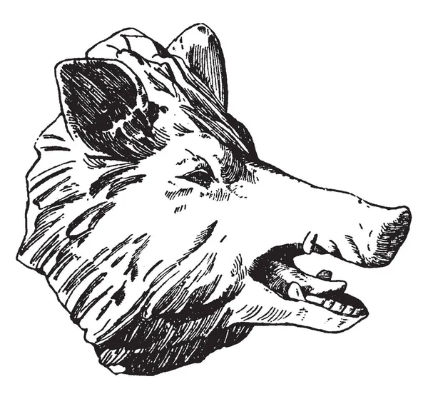 Boar Head Été Conçu Par Habenschaden Munchen Dessin Ligne Vintage — Image vectorielle