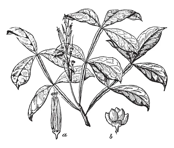 Obrázek Ukazuje Quassia Amara Rostliny Používá Jako Insekticid Tradiční Medicíně — Stockový vektor
