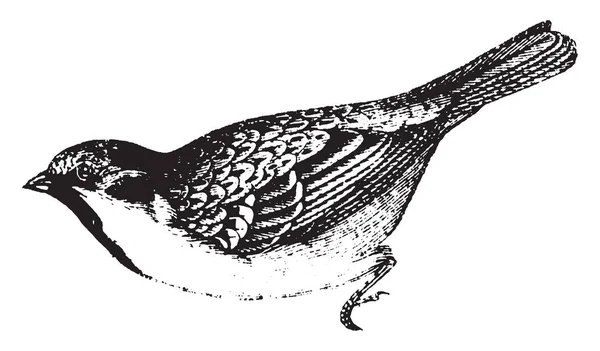 House Sparrow Animado Pert Astuto Dibujo Línea Vintage Ilustración Grabado — Vector de stock