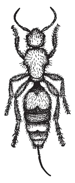 Бархатный Муравей Который Известен Убийца Коров Рисование Винтажных Линий Гравировка — стоковый вектор