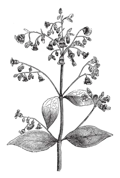 Een Foto Toont Bloeiwijze Van Apocynum Androsaemifolium Plant Bloemen Van — Stockvector