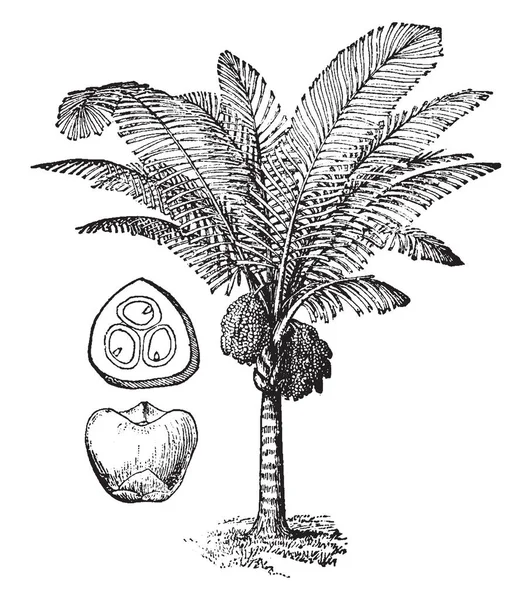 Ilustrace Ara Palm Ovocem Dává Černý Ježaté Vlákna Připomínající Koňské — Stockový vektor