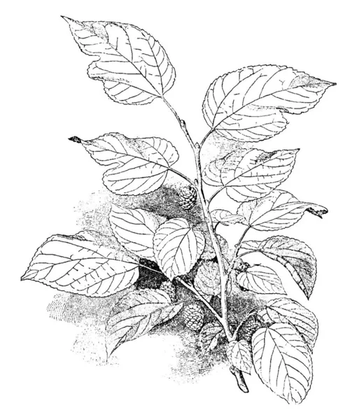 图片显示了白色桑树的植物 白桑是一种药草 粉状叶子是最常用的药物 水果可用于食品 无论是生的还是熟的 复古线条画或雕刻插图 — 图库矢量图片