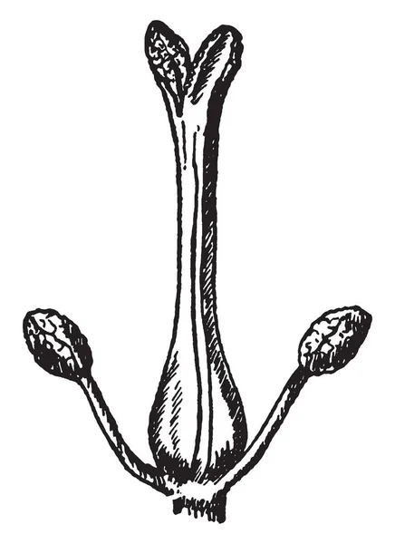 有雌蕊的花朵图片 复古线条画或雕刻插图 — 图库矢量图片