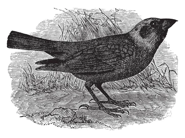 Common Cowbird Cabeza Cuello Marrón Madera Profunda Dibujo Línea Vintage — Vector de stock