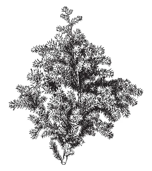 Tree Looking Christmas Tree Vintage Line Drawing Engraving Illustration — Stock Vector