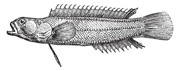 Acanthoclinus Rodzaj Roundheads Plesiopidae Vintage Rysowania Linii Lub Grawerowanie Ilustracja — Wektor stockowy