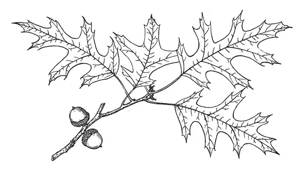 沼泽西班牙橡树的分支的图片 它主要分布在河流和美国中北部和东部的冰川至平原上 复古线条绘制或雕刻插图 — 图库矢量图片