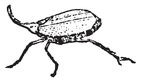 Fulgora Die Een Meest Vreemd Gevormde Insect Vintage Lijntekening Gravure — Stockvector