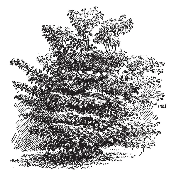 松子是一种灌木 其花朵在五月和六月盛开 它是一种生长在大约25英尺高的山核桃 水果是圆形和深蓝色 复古线画或雕刻插图 — 图库矢量图片