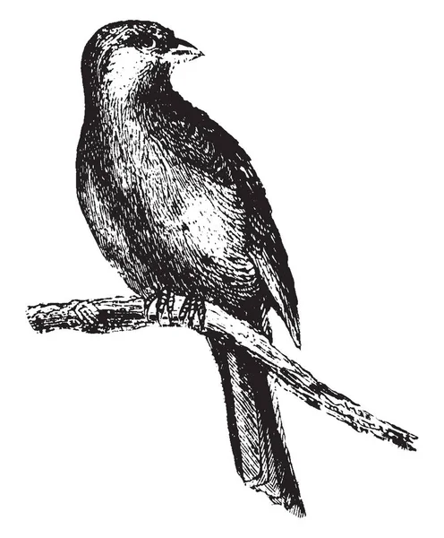 Kanárské Obecně Známé Nás Jako Okrasného Ptactva Vintage Kreslení Čar — Stockový vektor
