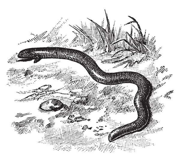 도마뱀은 일반적으로 Legless 도마뱀 빈티지 그림의 Amphisbaenidae 가족의 파충류 — 스톡 벡터