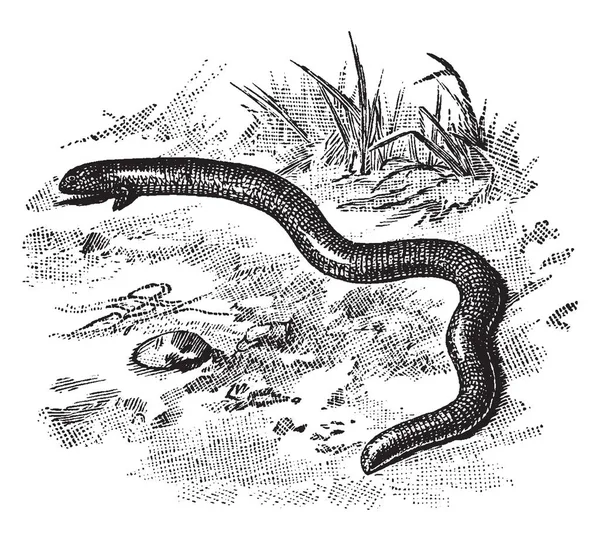 Vier Toed Worm Lizard Een Reptiel Van Familie Van Amphisbaenidae — Stockvector