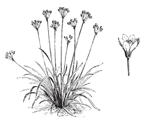 Esta Imagen Nothoscordum Fragrans Flores Las Flores Son Muy Fragantes — Archivo Imágenes Vectoriales