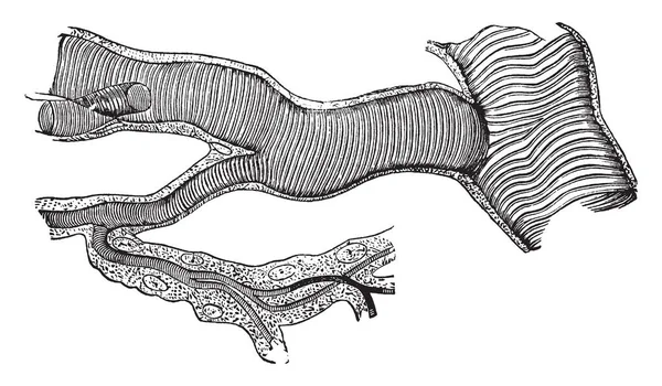 Luftröhre Eines Insekts Vintage Linienzeichnung Oder Gravur Illustration — Stockvektor