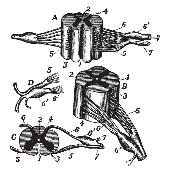 Diagramas Médula Espinal Las Raíces Nerviosas Dibujo Líneas Vintage Ilustración — Vector de stock