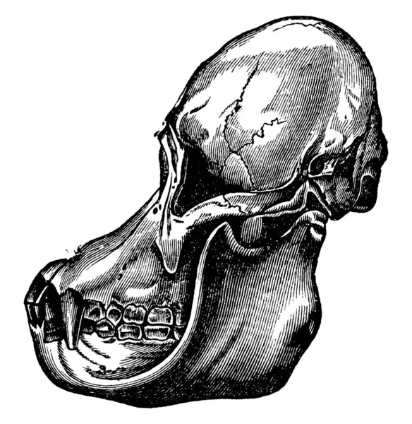 オランウータンの頭蓋骨 ヴィンテージの刻まれたイラスト ダンス ネイチャー1890年 — ストックベクタ