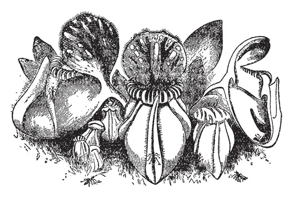 Cephalotus Una Planta Pequeña Ornamental Que Atrapa Come Insectos Esta — Archivo Imágenes Vectoriales