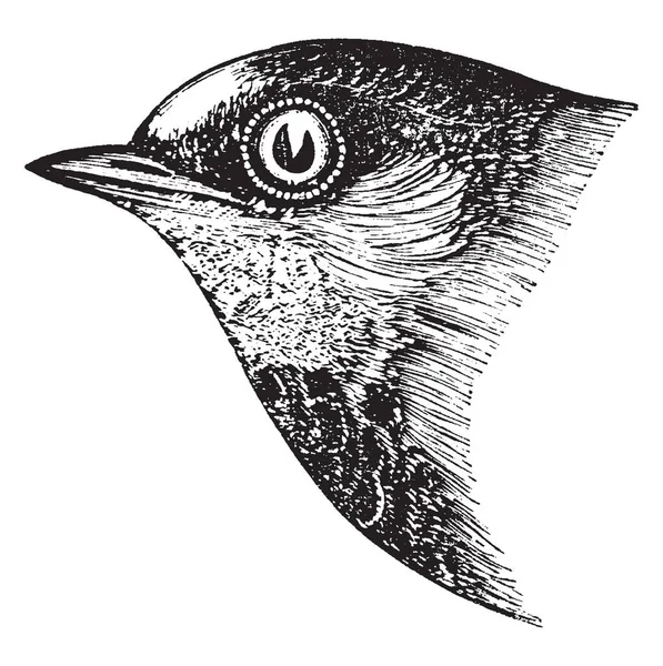 Deze Afbeelding Vertegenwoordigt Eave Swallow Vintage Lijntekening Gravure Illustratie — Stockvector
