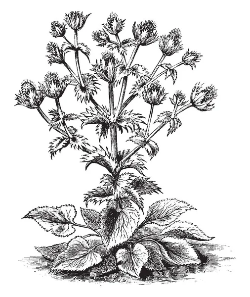 Una Foto Que Muestra Eryngium Giganteum También Llamada Como Miss — Archivo Imágenes Vectoriales