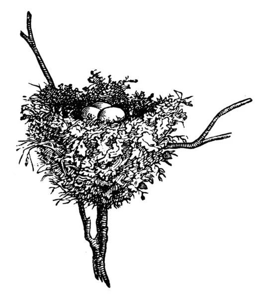 ハチドリの巣 ヴィンテージの刻印イラスト ダンス ネイチャー1890年 — ストックベクタ