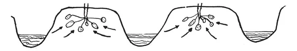 この図は 灌漑のジャガイモ ビンテージの線描画や彫刻イラストである溝メソッドを表します — ストックベクタ