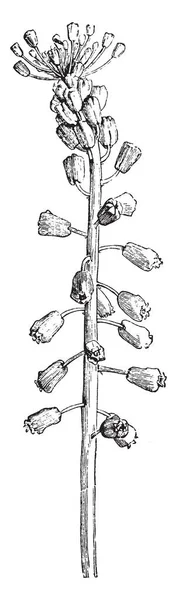 Flower Cluster Muscari Comosum Native South East Europe Turkey Vintage — Stock Vector