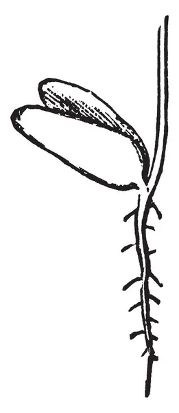 Эмбрион Серебряного Клена Стебле Корневые Волосы Видны Рисунок Винтажной Линии — стоковый вектор