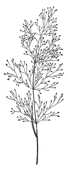 コヌカグサ属カメノコハムシ として知られている雲草の絵 インチの高さに成長 インチ ワイド 咲くすべての夏 ヴィンテージの線描画や彫刻イラスト — ストックベクタ
