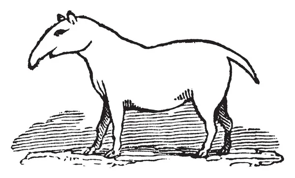 Palaeotherium Menos Era Menor Tamanho Comparação Com Palaeotherium Magnum Desenho — Vetor de Stock