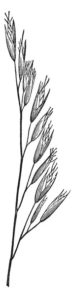 这些谷物生长在茎的一侧 它们可在小尺寸 复古线条绘制或雕刻插图 — 图库矢量图片
