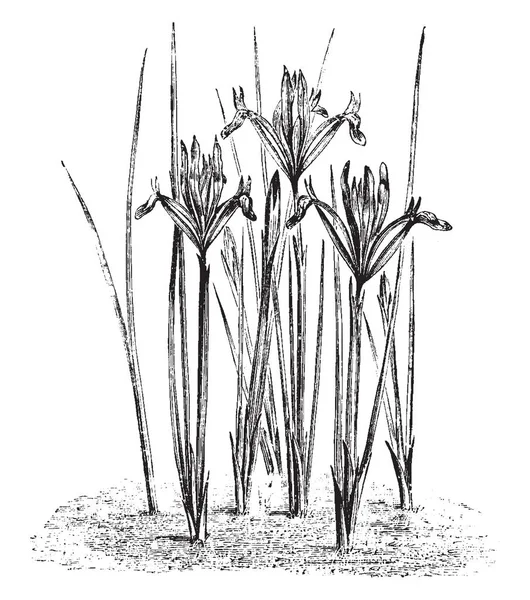 Úzké Jehly Jako Listy Květy Rostlin Iris Reticulata Vintage Kreslení — Stockový vektor