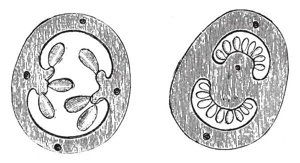 これは断面の卵巣の花のスグリとジャガイモです 円形形し 他の卵の形をした ヴィンテージの線描画や彫刻イラストです卵巣 つ胚珠から卵巣生成プロセスを示しています — ストックベクタ
