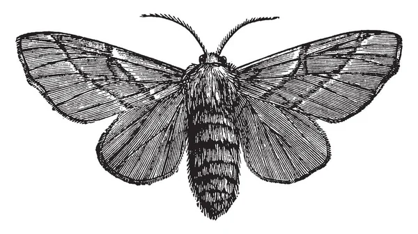 Vrouwelijke Nachtvlinder Waarin Het Lichaamsoppervlak Bedekt Met Schubben Vintage Lijntekening — Stockvector