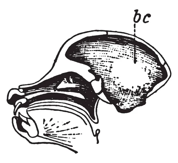 Crâne Babouin Que Trouve Sur Les Savanes Afrique Australe Dessin — Image vectorielle