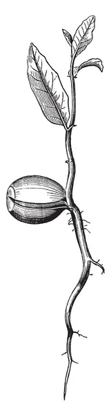 Une Image Semis Chêne Obtenue Plantant Gland Dans Pot Rempli — Image vectorielle