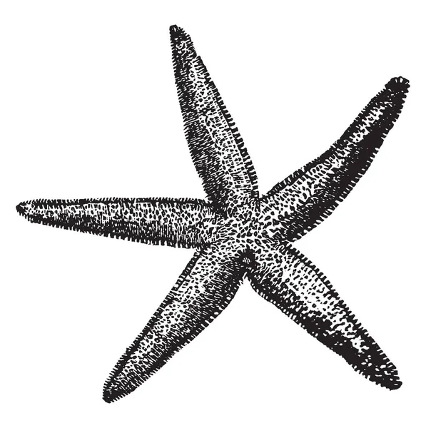 Gemeenschappelijke Starfish Meest Voorkomende Bekende Zeester Noord Oost Atlantische Behoren — Stockvector