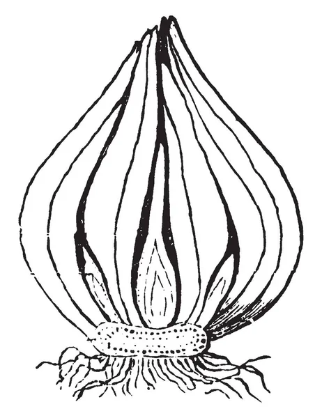 Immagine Mostra Una Sezione Verticale Del Bulbo Del Tulipano Che — Vettoriale Stock