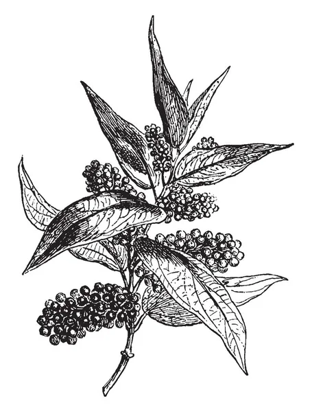 吹笛者 Cubeb Cubeb 或尾胡椒是一种 Piper 属植物 因其果实和精油而栽培 在中国古代 立方被用作医药 复古线条画或雕刻插图 — 图库矢量图片