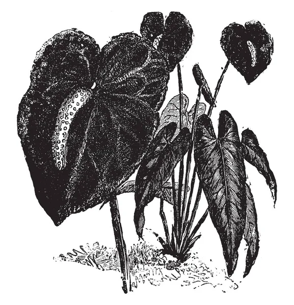 Una Foto Que Muestra Flor Anthurium Andraeanum Pico Flor Tres — Archivo Imágenes Vectoriales