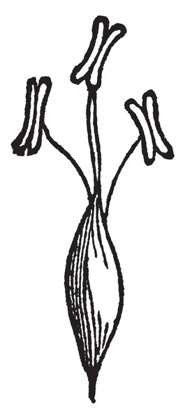 細いキツネの尾草を示す画像 種子の成長と葯種子 ビンテージ ライン描画または彫刻の図に添付 — ストックベクタ