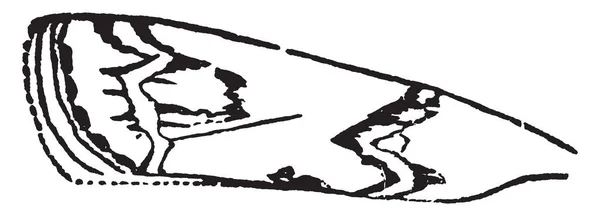 Борошняна Метелик Ефестія Видів Вінтажний Малюнок Лінії Або Гравюрна Ілюстрація — стоковий вектор