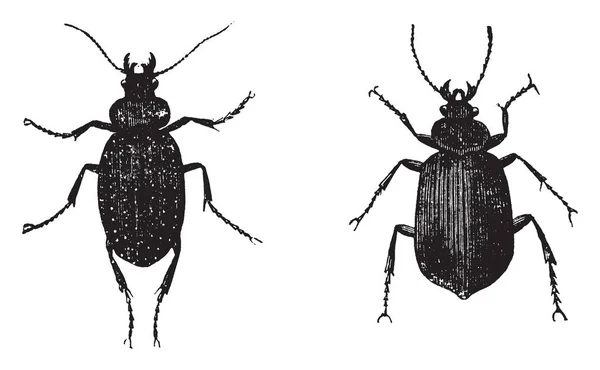 Raupenjagdkäfer Mit Harten Flügeln Linienzeichnung Oder Gravierillustration — Stockvektor