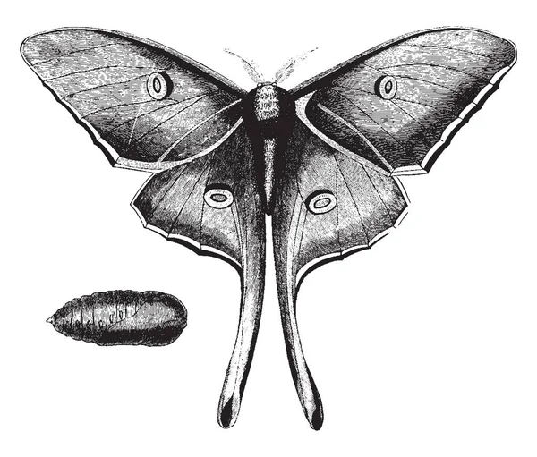 露娜蛾是一个大的和美丽的物种 复古线画或雕刻插图 — 图库矢量图片