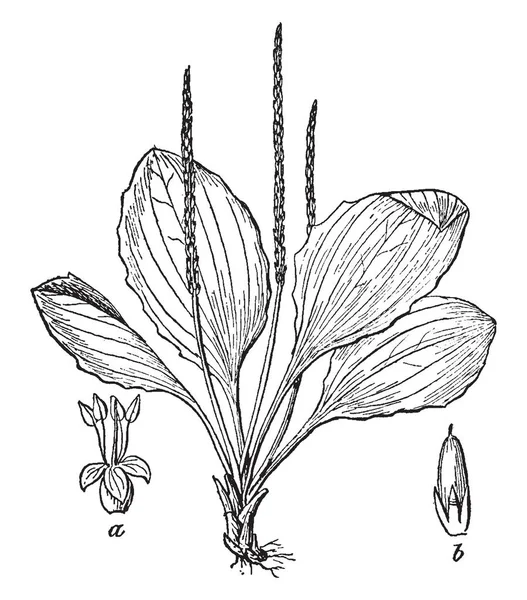 车前草植物是长的种子头与宽广的传播的叶子 复古线图画或雕刻例证 — 图库矢量图片