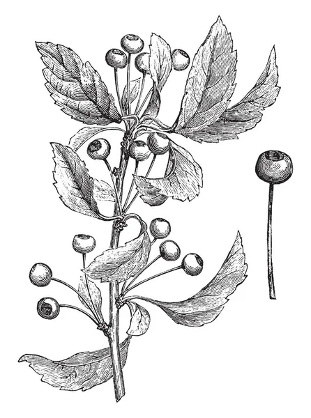 Jest Obraz Przedstawiający Roślina Pyurs Toringo Owoc Małe Okrągłe Czerwony — Wektor stockowy