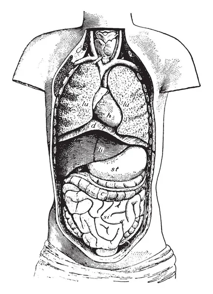 Diagrama Del Cuerpo Abierto Desde Parte Delantera Para Mostrar Contenido — Vector de stock