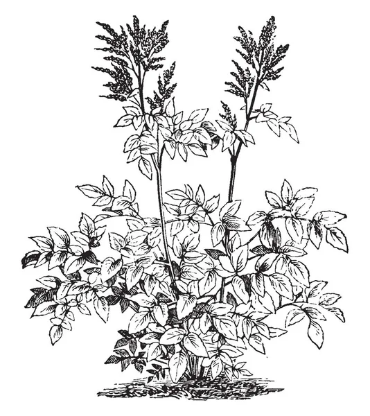 Die Astilbe Pflanze Wird Bis Bis Meter Hoch Blätter Irgendwann — Stockvektor
